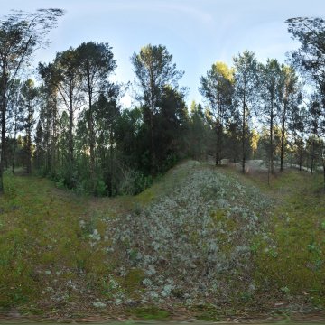 В торфяном лесу. Беларусь. Окрестности Гродно. 2015.