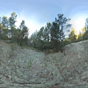 В торфяном лесу. Беларусь. Окрестности Гродно. 2017.