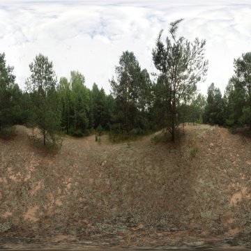 Торфяной лес. Беларусь. Окрестности Гродно. 2017.