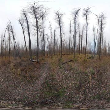 Волгоградская область. Окрестности Волжского. Поздняя осень в лесу за Круглым озером. 2022
